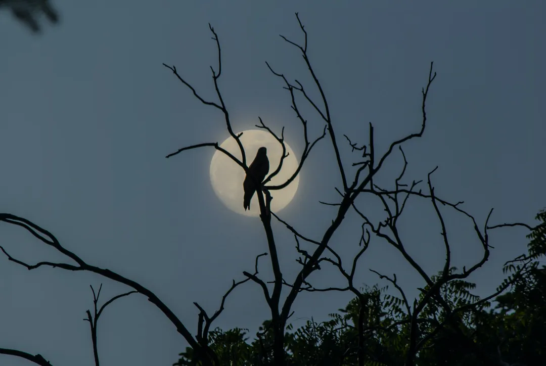 Magic and Moons and Halloween Frights